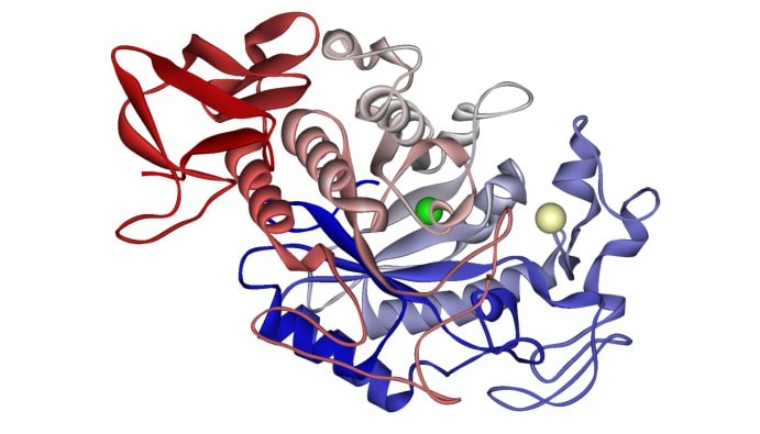 Is Amylase Vegan?