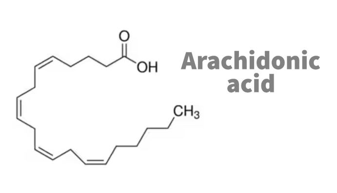 Ist Arachidonsäure vegan?