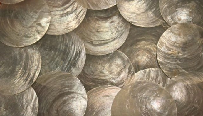 Capiz Shell vegandır?