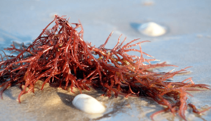 Είναι το Carrageenan Vegan;