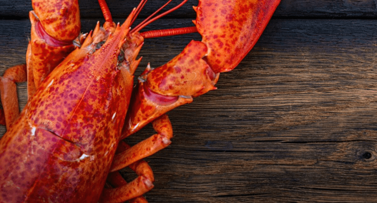 Είναι ο Chitin Vegan;